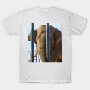 big boy elephant T-Shirt